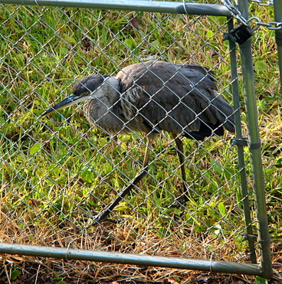 [The juvenile is walking just on the other side of the locked gate of the chain link fence.]